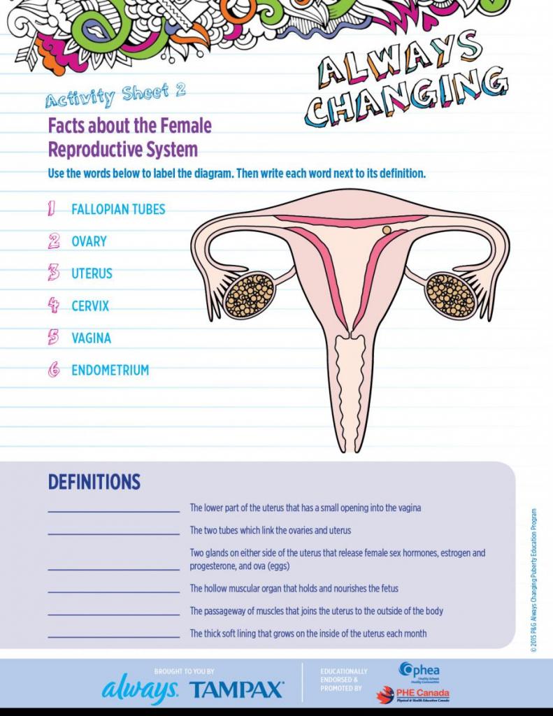 the-female-reproductive-system-worksheet-female-reproductive-system