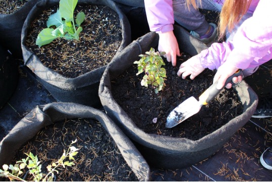 1. A young girl carefully plants seedlings in black bags, nurturing her garden with enthusiasm and care.