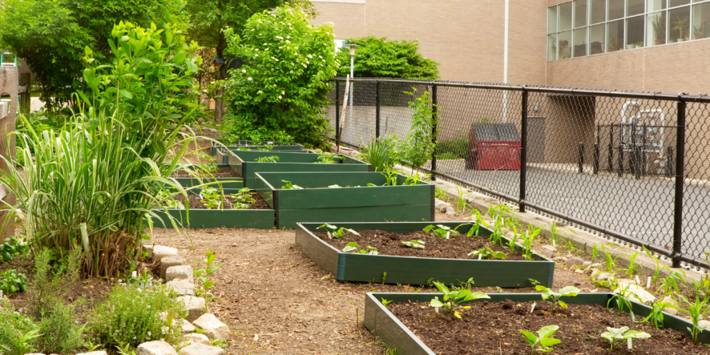 A community garden with rows of green raised beds filled with young plants, bordered by a fence and a building in the background.