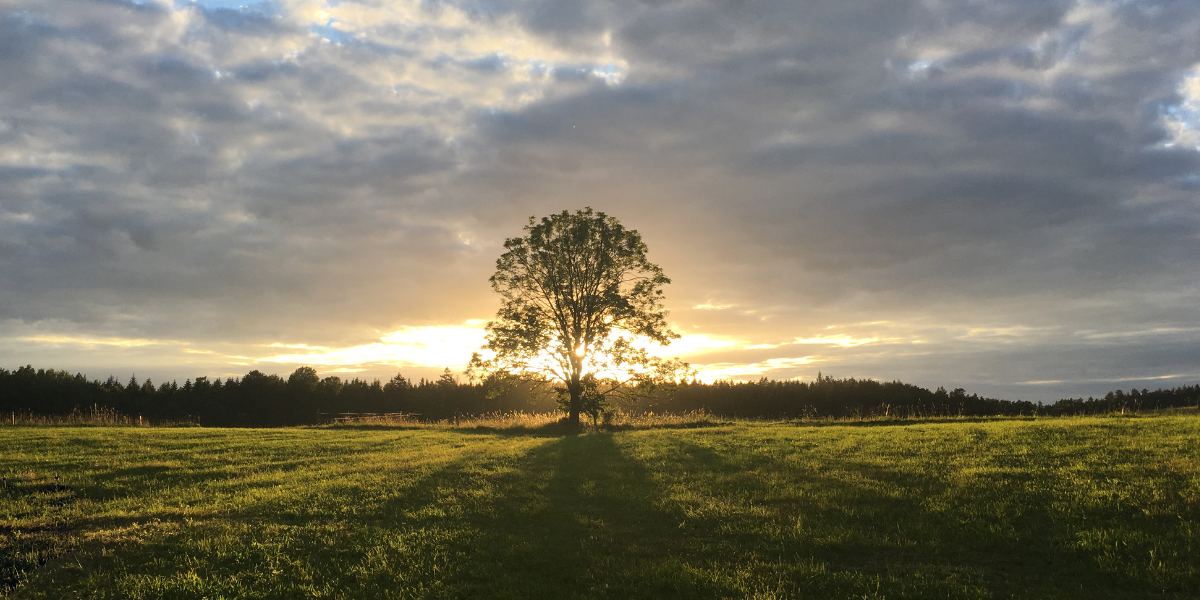 A solitary tree stands in a vast grassy field, silhouetted against a dramatic sunset sky with scattered clouds and rays of light breaking through.