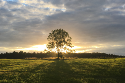 A solitary tree stands in a vast grassy field, silhouetted against a dramatic sunset sky with scattered clouds and rays of light breaking through.